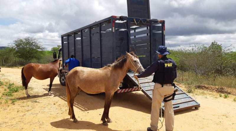 PRF recolhe animais soltos nas rodovias para evitar acidentes na BR- 235, entre Jeremoabo e Canudos-BA