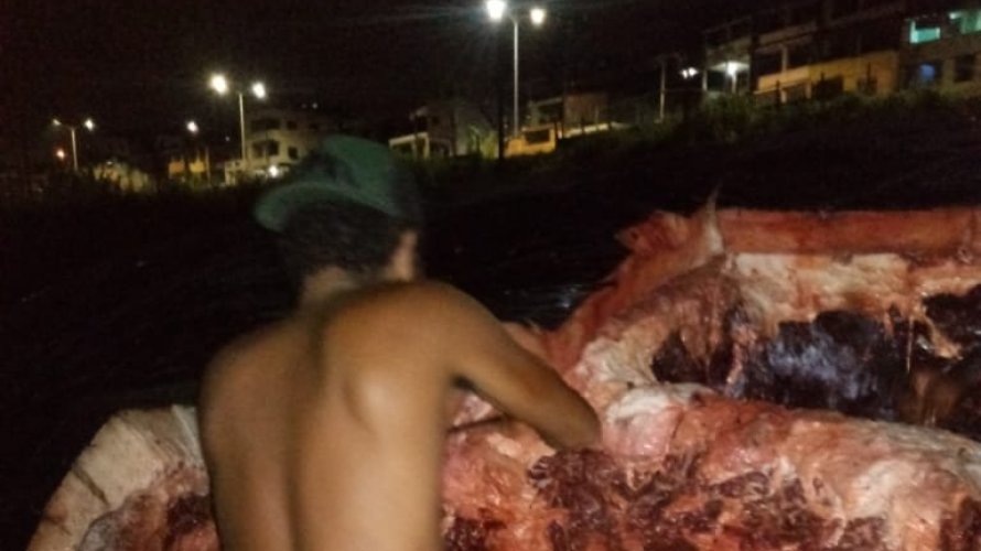 População corta carne de baleia morta em Coutos para consumo; vídeo
