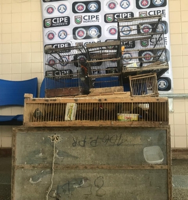 Animais silvestres são resgatados pela Cipe Nordeste em Ribeira do Pombal- BA