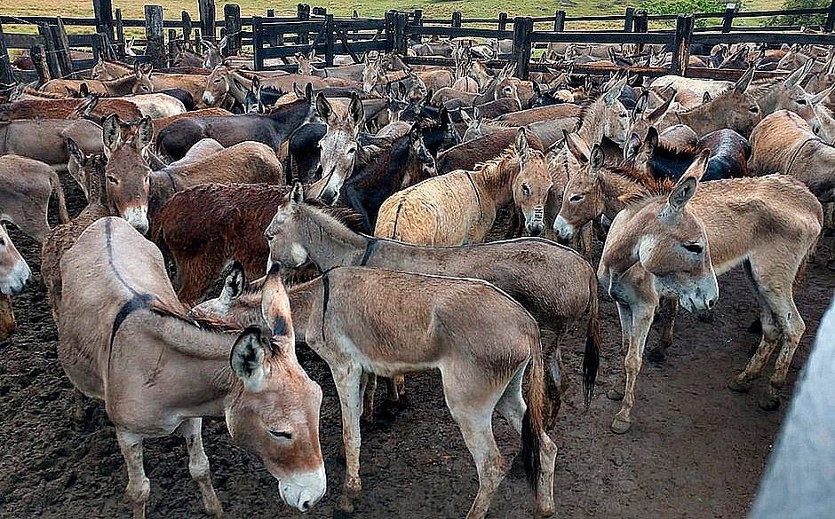 Justiça cassa liminar que proibia abate de jumentos na Bahia