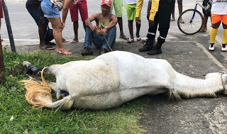 Cavalo morre após ser eletrocutado ao pisar em fio desencapado em Santo Antônio de Jesus