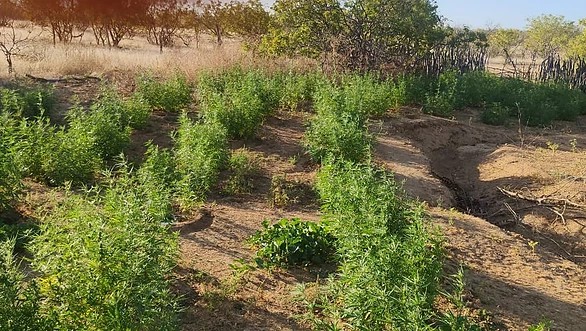 Plantação de maconha é localizada na zona rural de Chorrochó-BA