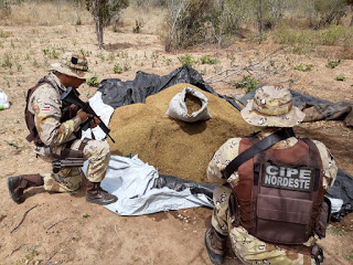 PM incinera 300 kg de maconha em fazenda de Monte Santo
