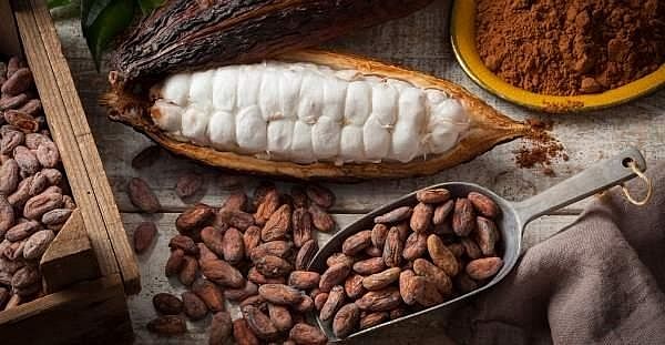 Produtores de cacau na Bahia conhecem método de alta produtividade
