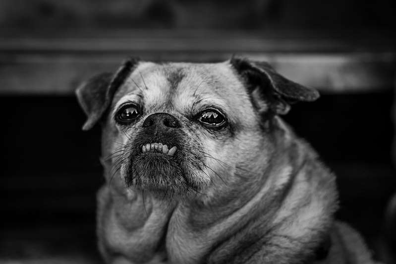 Confira 3 dicas para prolongar a vida e o bem-estar do seu cão idoso