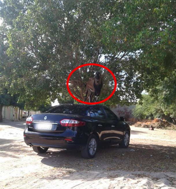 Homem tem teto de carro destruído por bode em Juazeiro
