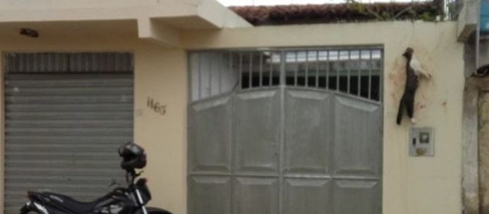 Homem prepara armadilha e mata gato por enforcamento no interior da Bahia; veja fotos