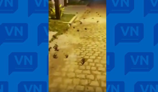 Vídeo: Caranguejos “invadem” ruas de cidade no interior da Bahia