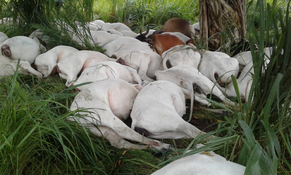 Mais de 40 novilhas morrem ao serem atingidas por raio em fazenda em MT