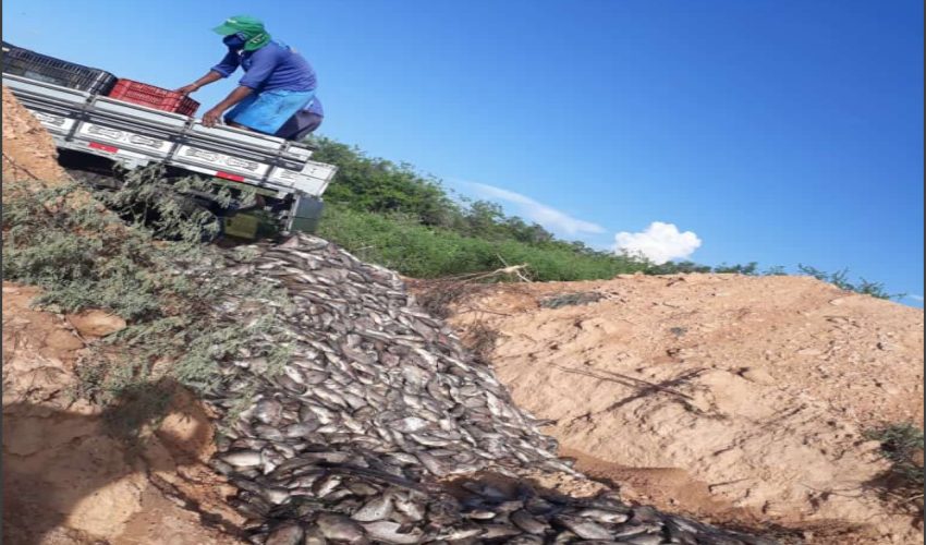 Glória-BA: Baronesas causam prejuízo de milhões de reais a piscicultores (Vídeo)