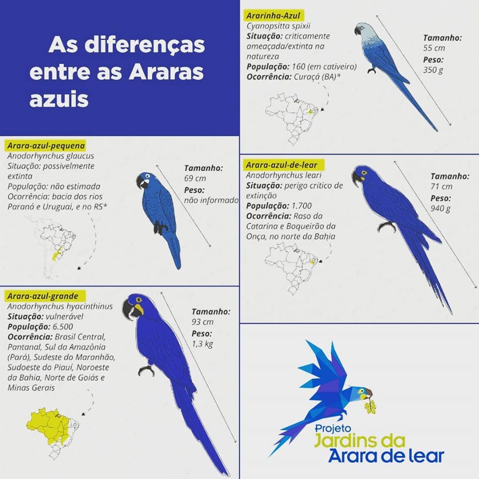 Entenda as principais diferenças entre as 4 diferentes espécies de Araras Azuis