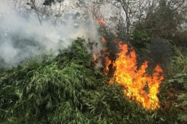 Seis mil pés de maconha são erradicados no município de Abaré-BA
