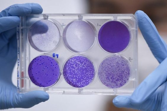 Vacina contra Covid-19 é testada com sucesso em macacos, diz laboratório