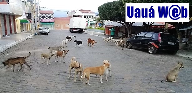 Comerciante de Uauá se queixa da quantidade de animais soltos nas ruas