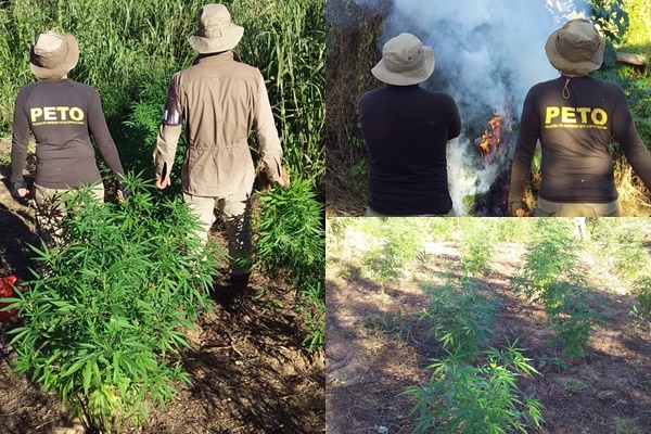 Plantio com mais de 10 mil pés de maconha é erradicado em Curaçá