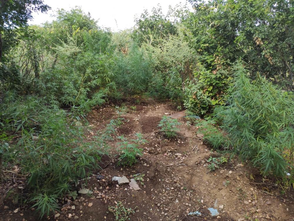 Plantação de maconha é erradicada na zona rural de Macururé- BA