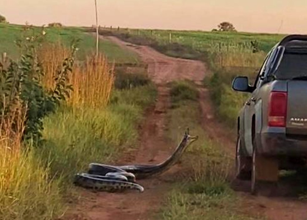 Cobra de 7 metros tenta 'dar o bote' em caminhonete e esposa alerta o marido: 'Tira o braço daí'