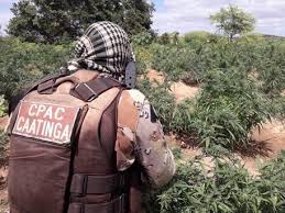 Cipe Caatinga erradica 3 mil pés de maconha na zona rural de Abaré- BA 