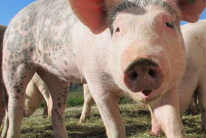 Alerta! China encontra vírus da gripe em porcos e fala em possível nova pandemia