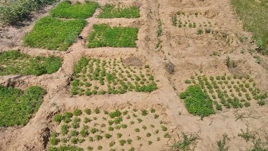 PM erradica mais de 2 mil pés de maconha em fazenda de Chorrochó-BA