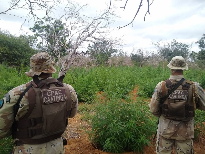 Polícia incinera mais de 16 mil pés de maconha em roça no distrito de Pilar, Jaguarari