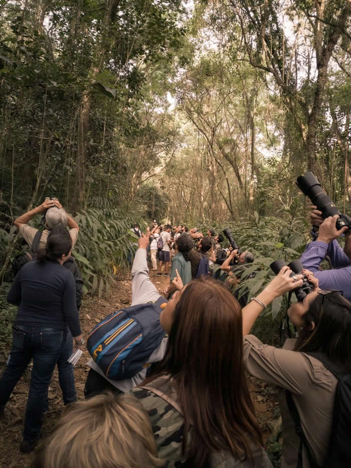 Euclides da Cunha é rota para o Birdwatching
