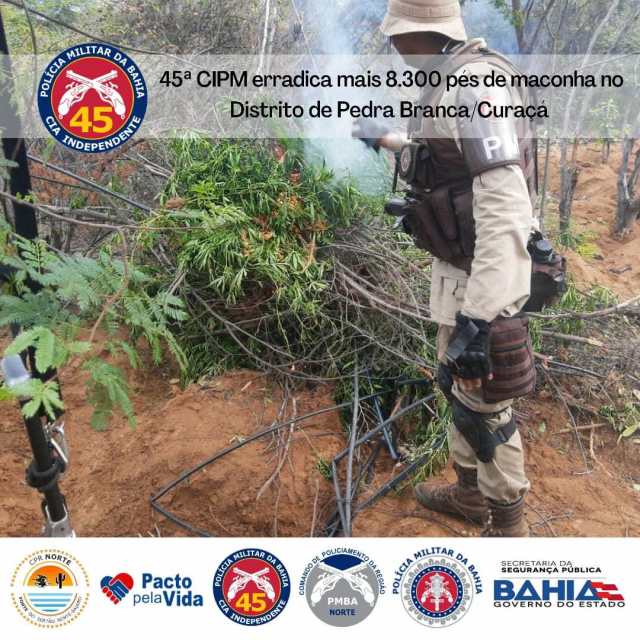 Policiais da 45ª CIPM/CURAÇÁ erradicam mais 8 mil pés de maconha no distrito de Pedra Branca