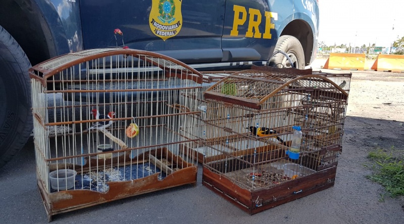PRF deflagra Operação Azulão e flagra crimes ambientais na região de Ribeira do Pombal -BA