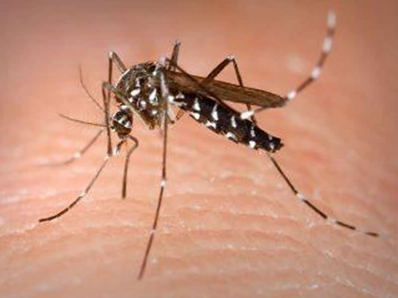 Casos de chikungunya crescem 434% na Bahia entre 2019 e 2020