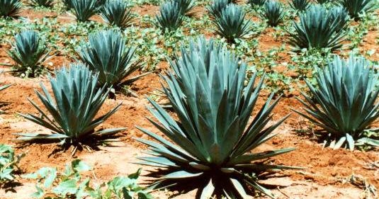 Extrato do sisal vira inseticida contra o Aedes Aegypti