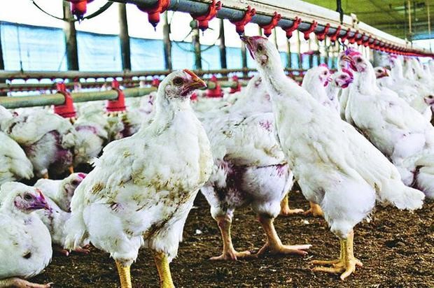 Brasil investiga ‘suposta’ presença de Covid-19 em frango exportado para a China.