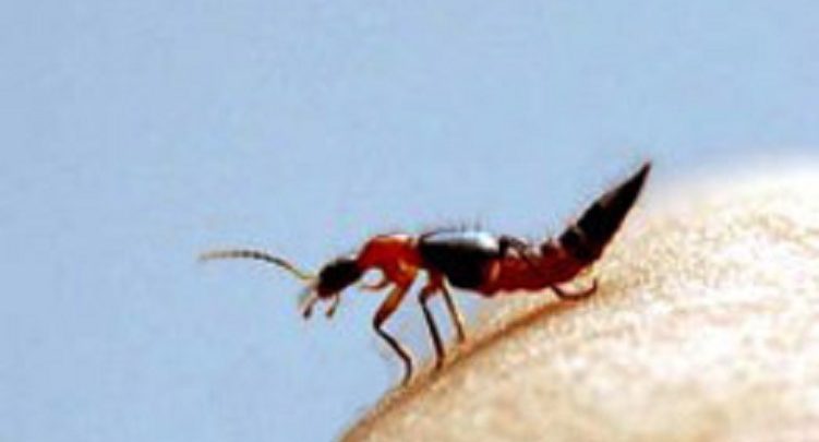 Em Petrolina, infestação de Potós, o bichinho que causa queimaduras à pele tem provocado incômodos