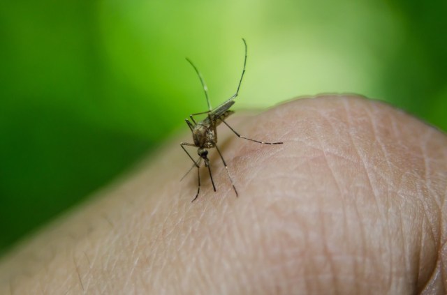 Notificações da dengue em Juazeiro cresceram quase 990% em 2020, diz Núcleo Regional de Saúde; Uauá, Curaçá e Jaguarari também tiveram crescimento
