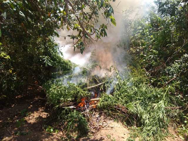 38 mil pés de maconha são erradicados durante operação em municípios do Norte da Bahia