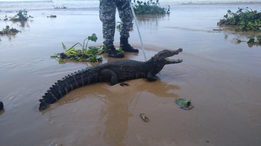 Jacaré é encontrado em praia de Salvador