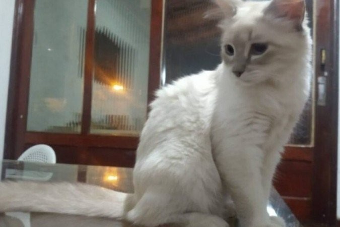 Brasil registra primeiro caso confirmado de Covid-19 em animal