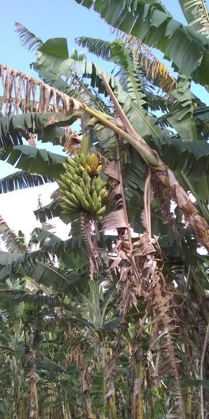 Jeremoabo-BA: produtores de Banana pedem socorro