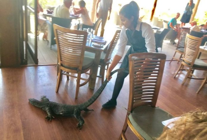 “Achei que fosse um cão” diz garçonete após expulsar lagarto gigante de restaurante