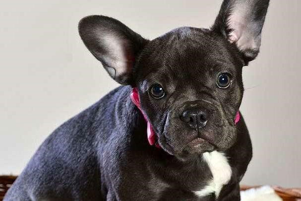 Cachorros infectados pelo coronavírus são identificados no Brasil pela 1ª vez