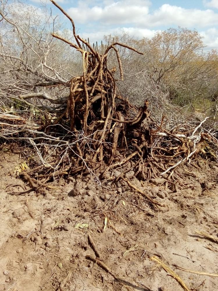 Caatinga de comunidades tradicionais de Fundo de Pasto de Raso e Rosário estão sendo destruídas e comunidades exigem providências