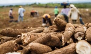 Prefeitura de Ribeira do Pombal-BA e SENAR implantam projeto de Assistência Técnica para produtores de Mandioca