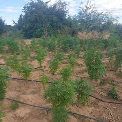 PM erradica cerca de 100 mil pés de maconha em ilha no município de Curaçá