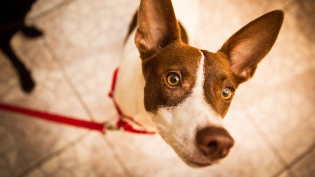 Dois homens são presos por esquartejar e comer cachorro na Bahia
