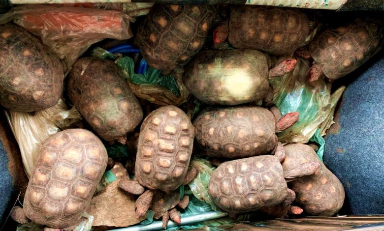 Animais de cativeiro são devolvidos à natureza, em Ribeira do Pombal-BA