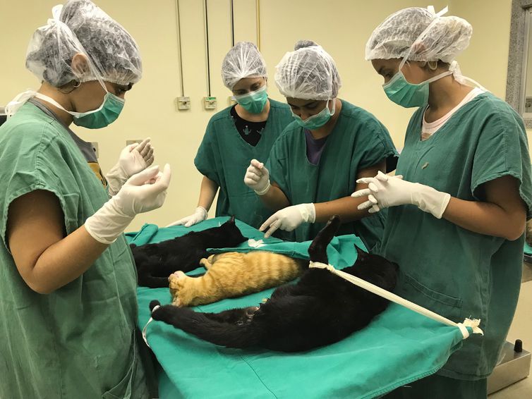 Cirurgias veterinárias podem ser suspensas para reduzir uso de insumos