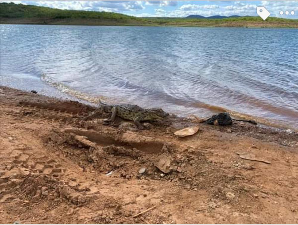 Jacaré foi solto no Açude de Canudos