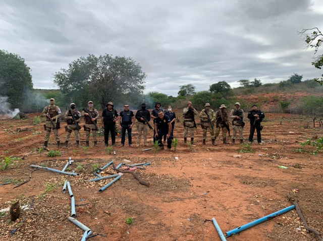 Operação policial conjunta erradica 273 mil pés de maconha em Jeremoabo BA
