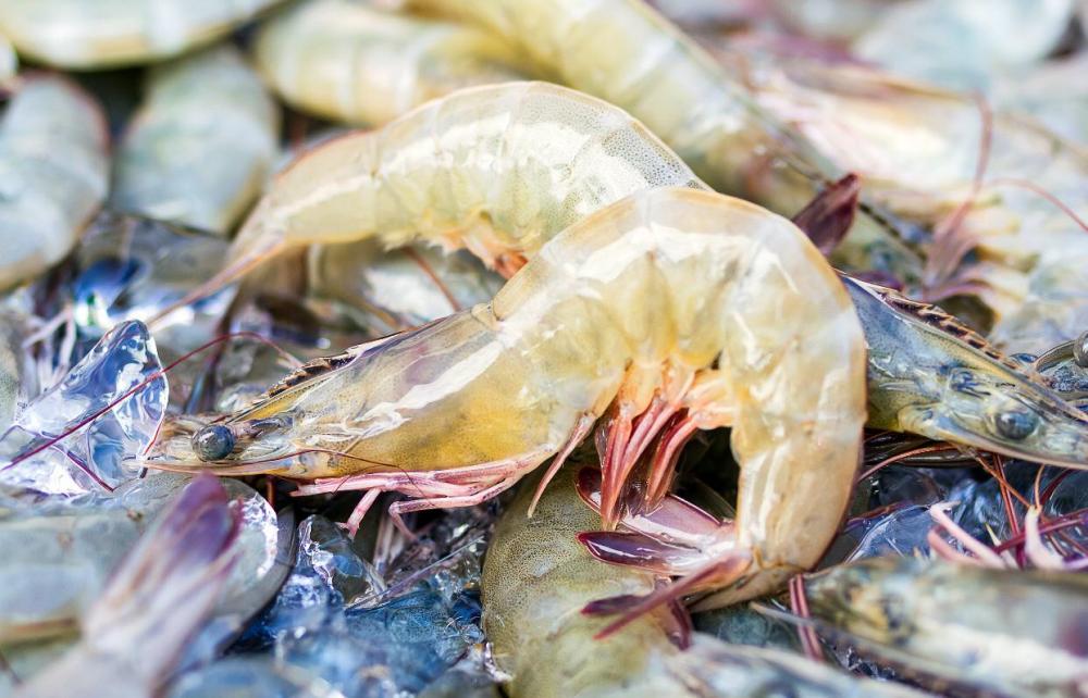 Administração de probióticos é caminho sustentável para o controle de bactérias Vibrio spp em camarões 