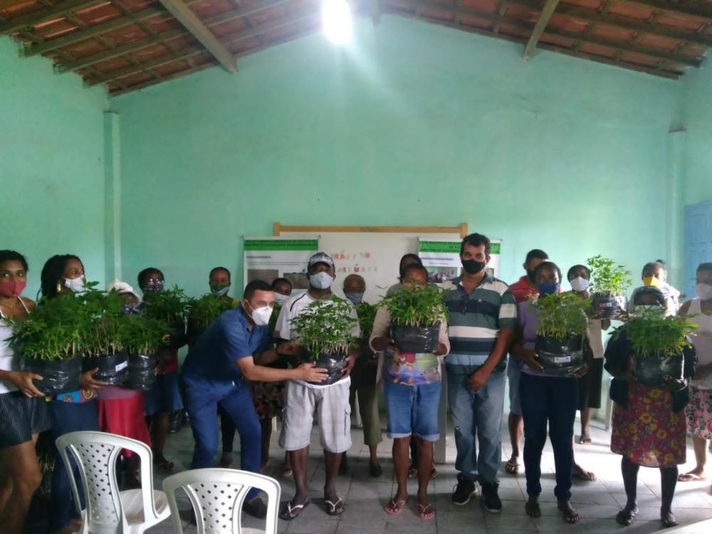 Distribuição de mudas qualifica produção da agricultura familiar da Bahia