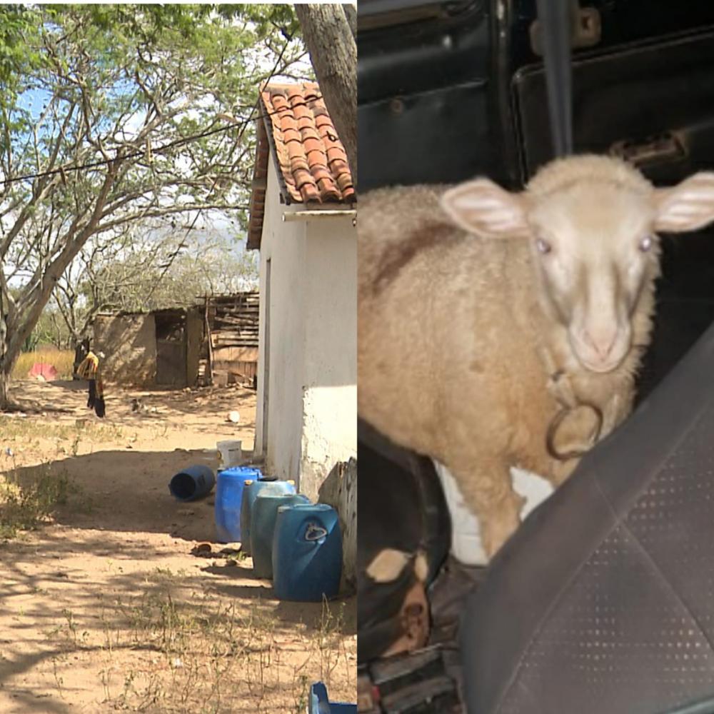 Homem é pego em flagrante tentando roubar ovelhas em Rodelas – BA